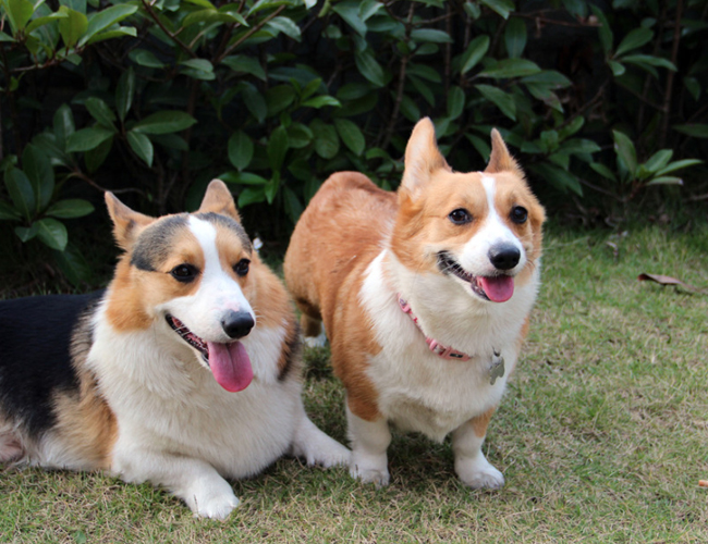 威爾士柯基犬