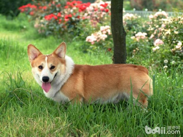 威爾士柯基犬