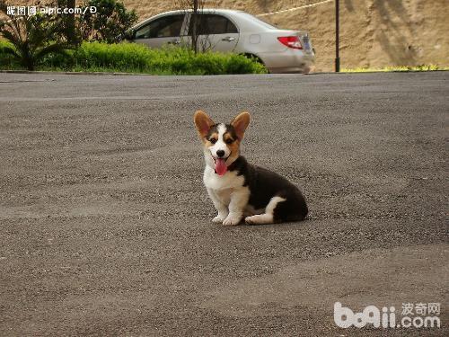 威爾士柯基犬