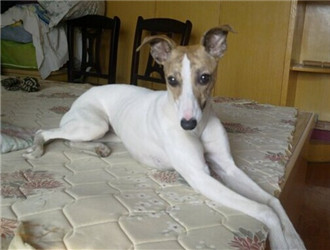 惠比特犬