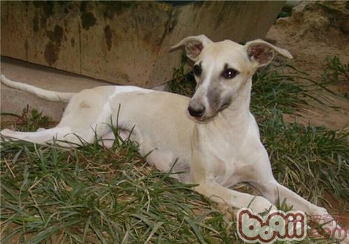 惠比特犬