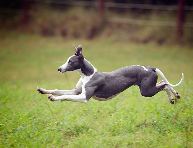 惠比特犬