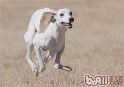 惠比特犬