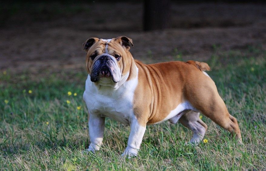 英國斗牛犬