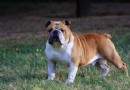 英國斗牛犬
