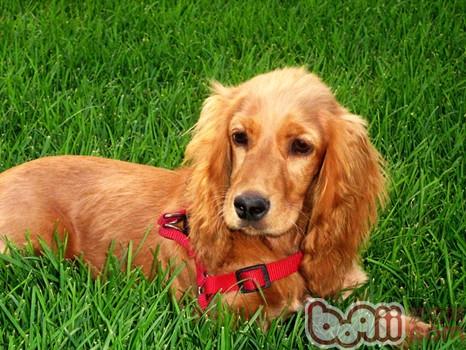 英國可卡犬
