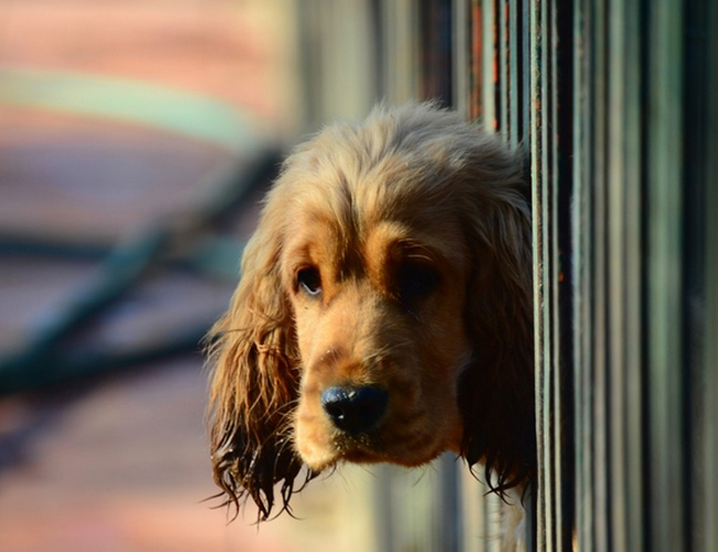 英國可卡犬