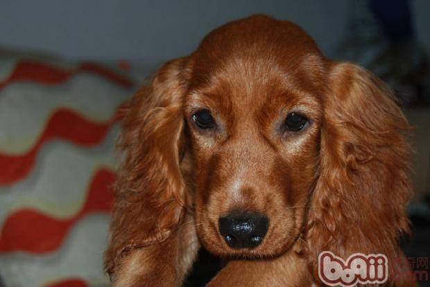 英國可卡犬