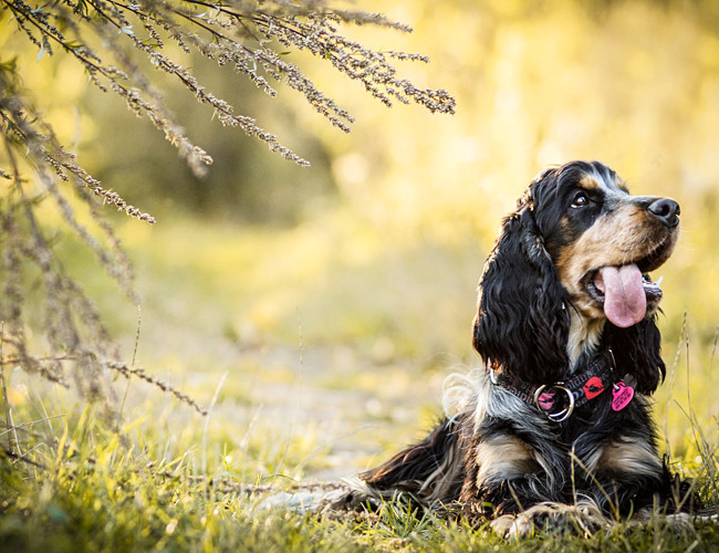 英國可卡犬