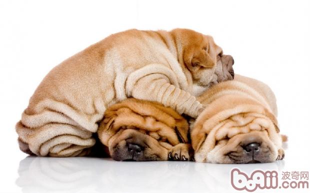 沙皮犬