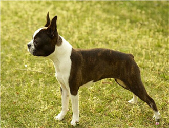波士頓梗犬