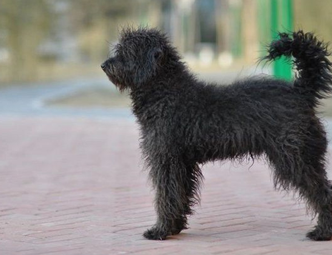 波利犬