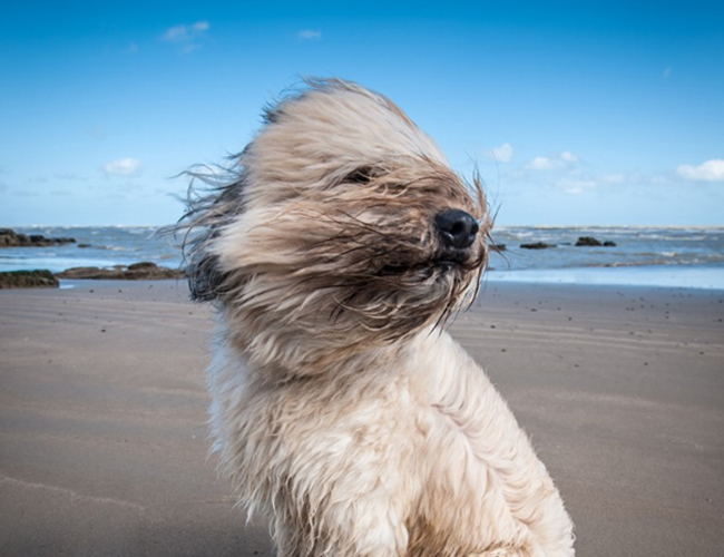 波利犬