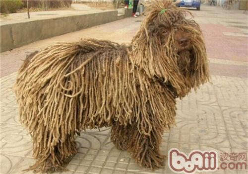 波利犬