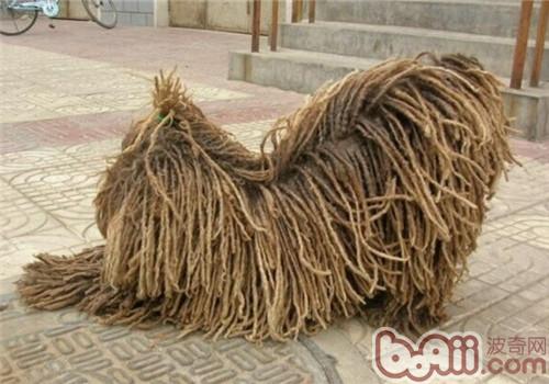 波利犬