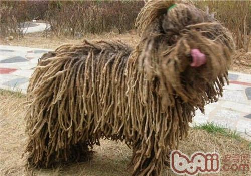 波利犬