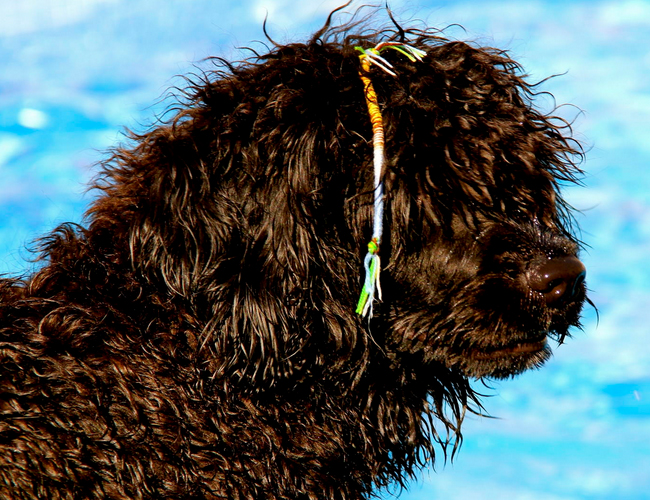葡萄牙水犬