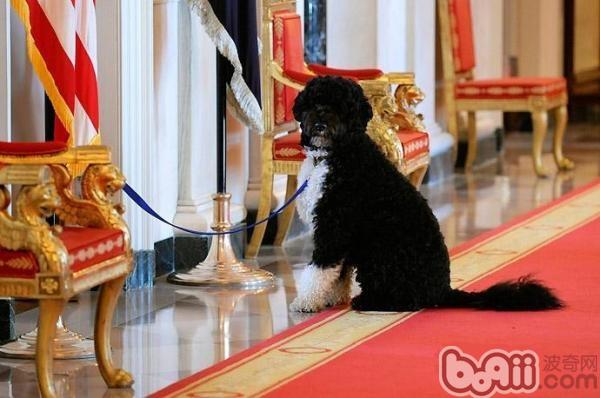 葡萄牙水犬