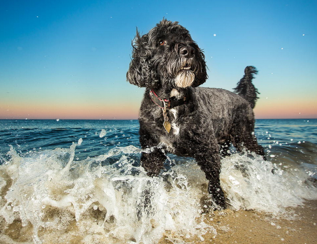 葡萄牙水犬