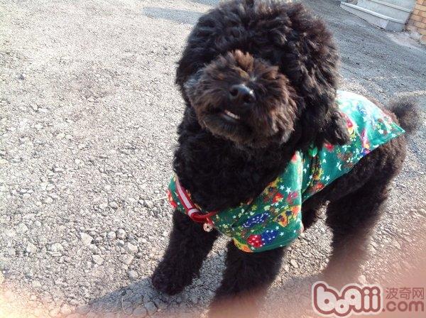 葡萄牙水犬