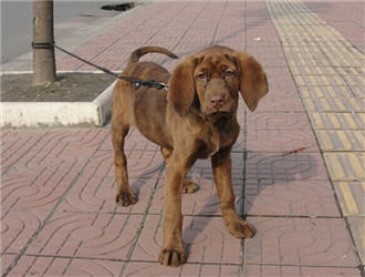 紅骨獵浣熊犬