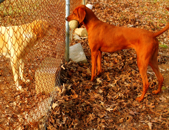 紅骨獵浣熊犬