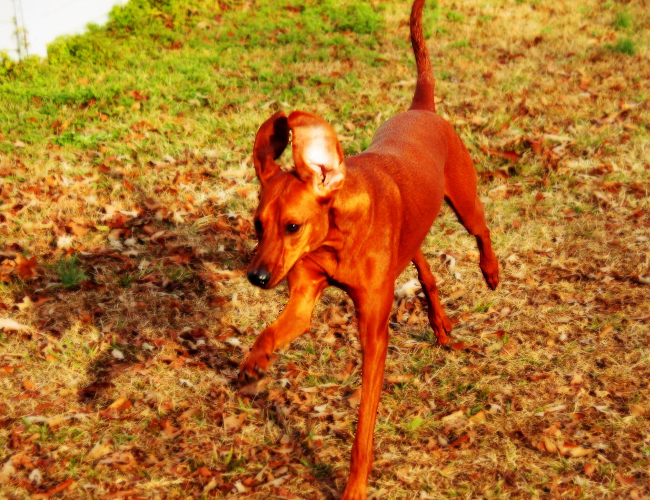 紅骨獵浣熊犬