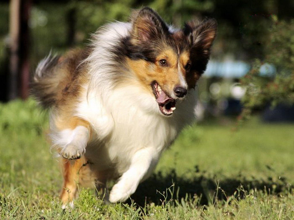 喜樂蒂牧羊犬