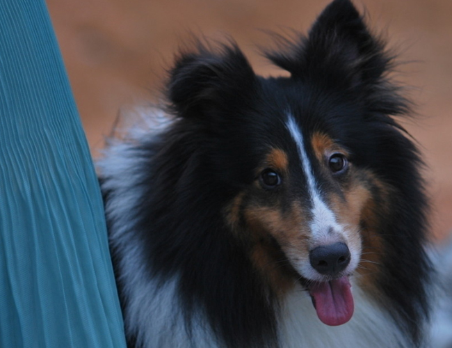喜樂蒂牧羊犬