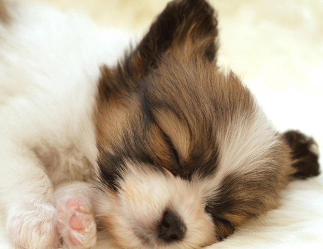 喜樂蒂牧羊犬