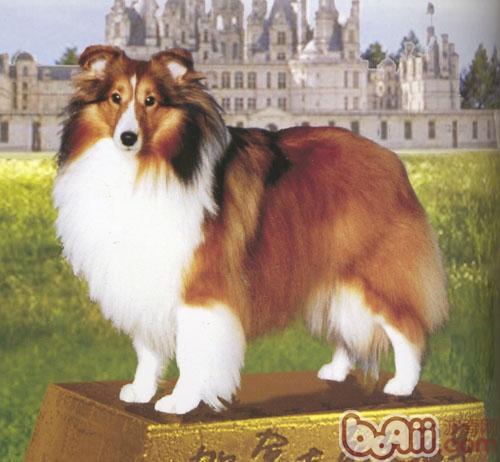 喜樂蒂牧羊犬