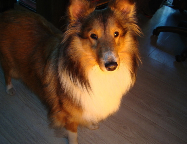 喜樂蒂牧羊犬
