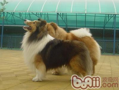 喜樂蒂牧羊犬