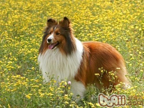 喜樂蒂牧羊犬