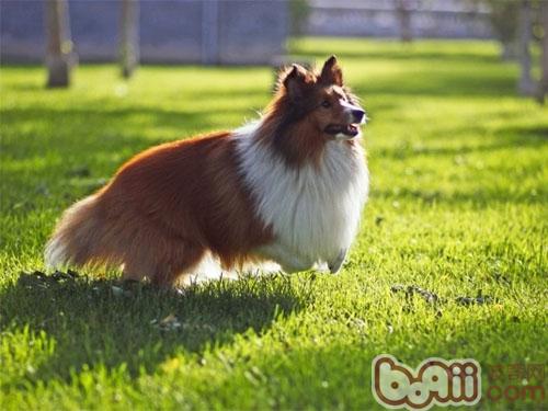 喜樂蒂牧羊犬
