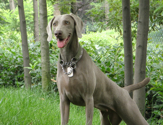 威瑪獵犬