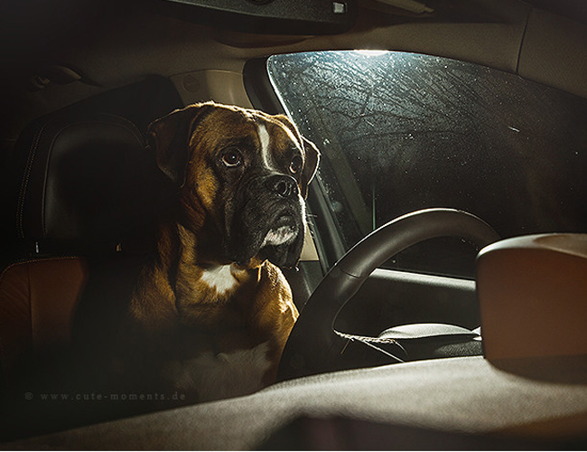拳師犬