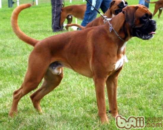 拳師犬