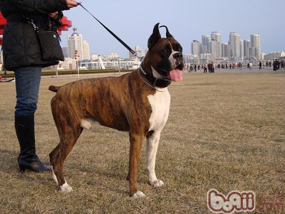 拳師犬