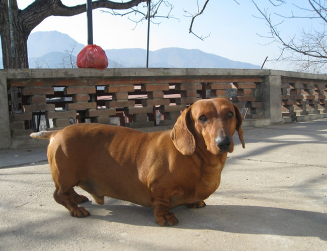 臘腸犬