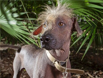 墨西哥無毛犬