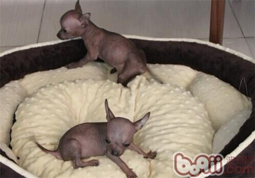墨西哥無毛犬