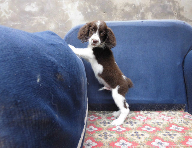 英國史賓格獵犬