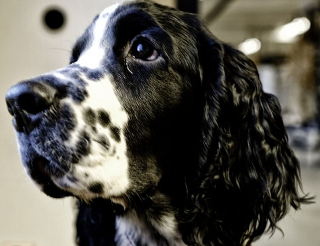 英國史賓格獵犬