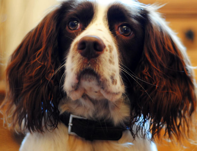 英國史賓格獵犬