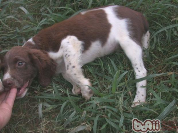 英國史賓格獵犬