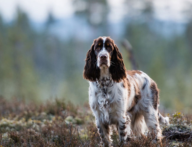 英國史賓格獵犬