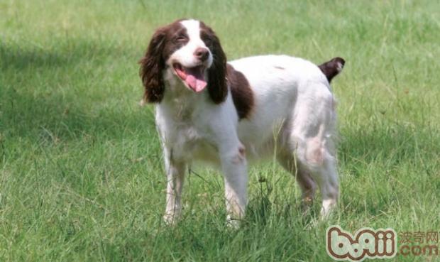英國史賓格獵犬