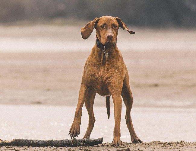 維茲拉犬