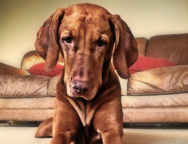 維茲拉犬